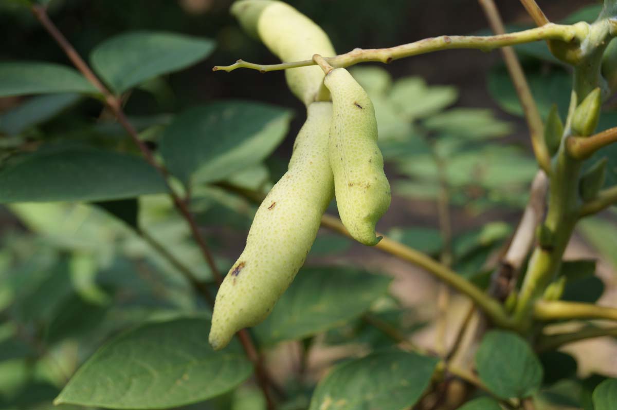 Decaisnea fargesii haagplant zaaddoos