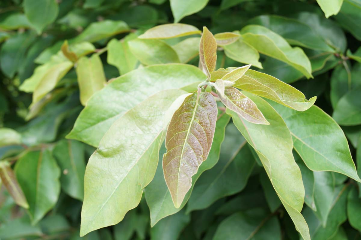 Diospyros virginiana solitair