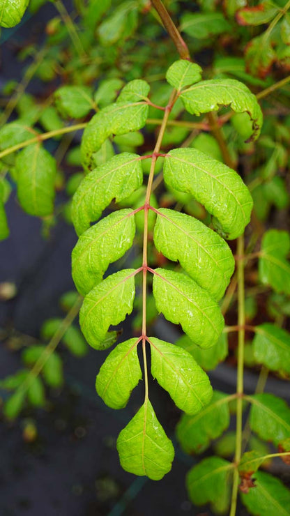 Dipteronia sinensis Tuinplanten