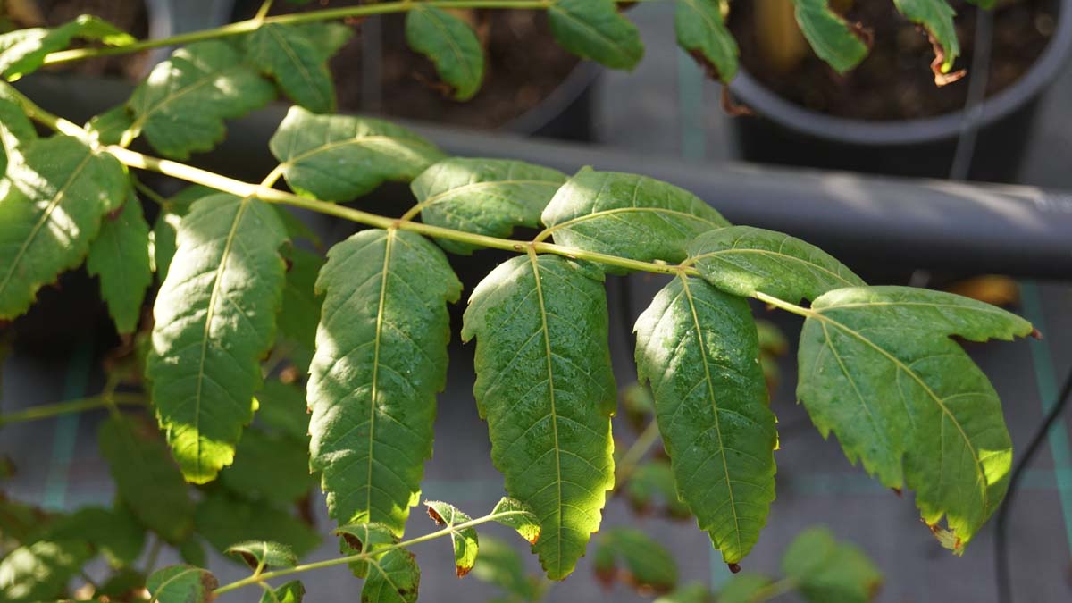 Dipteronia sinensis solitair