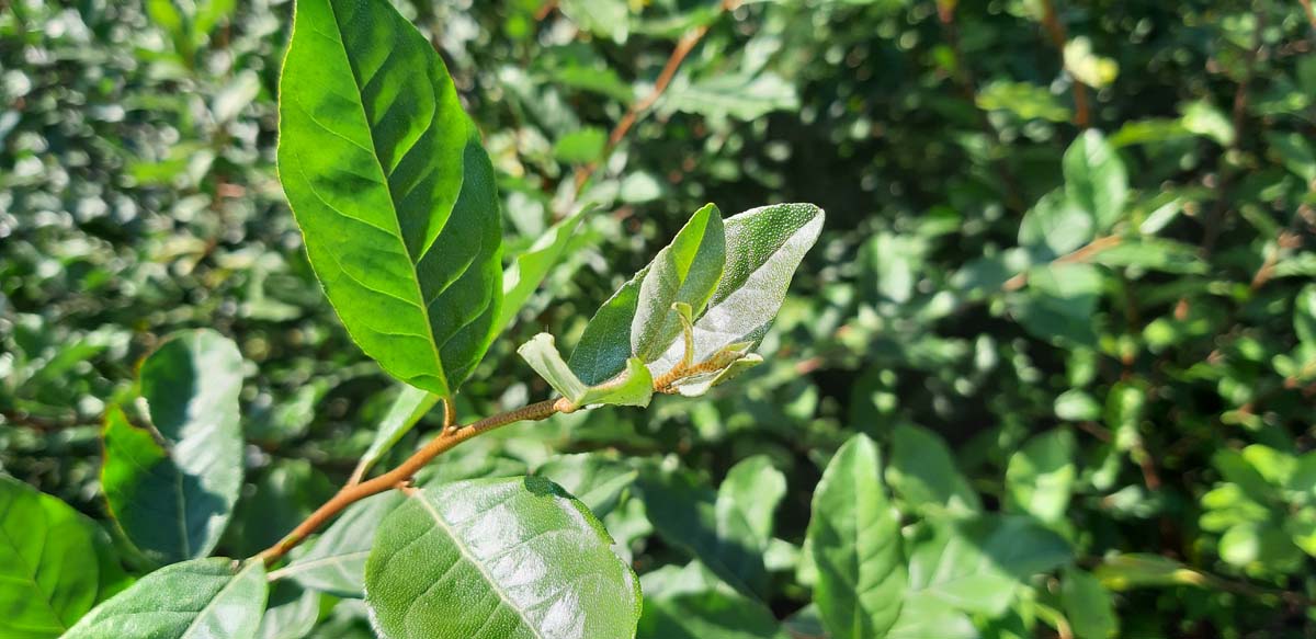 Elaeagnus umbellata Tuinplanten blad