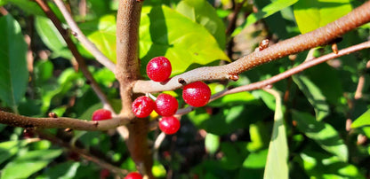 Elaeagnus umbellata meerstammig / struik vrucht