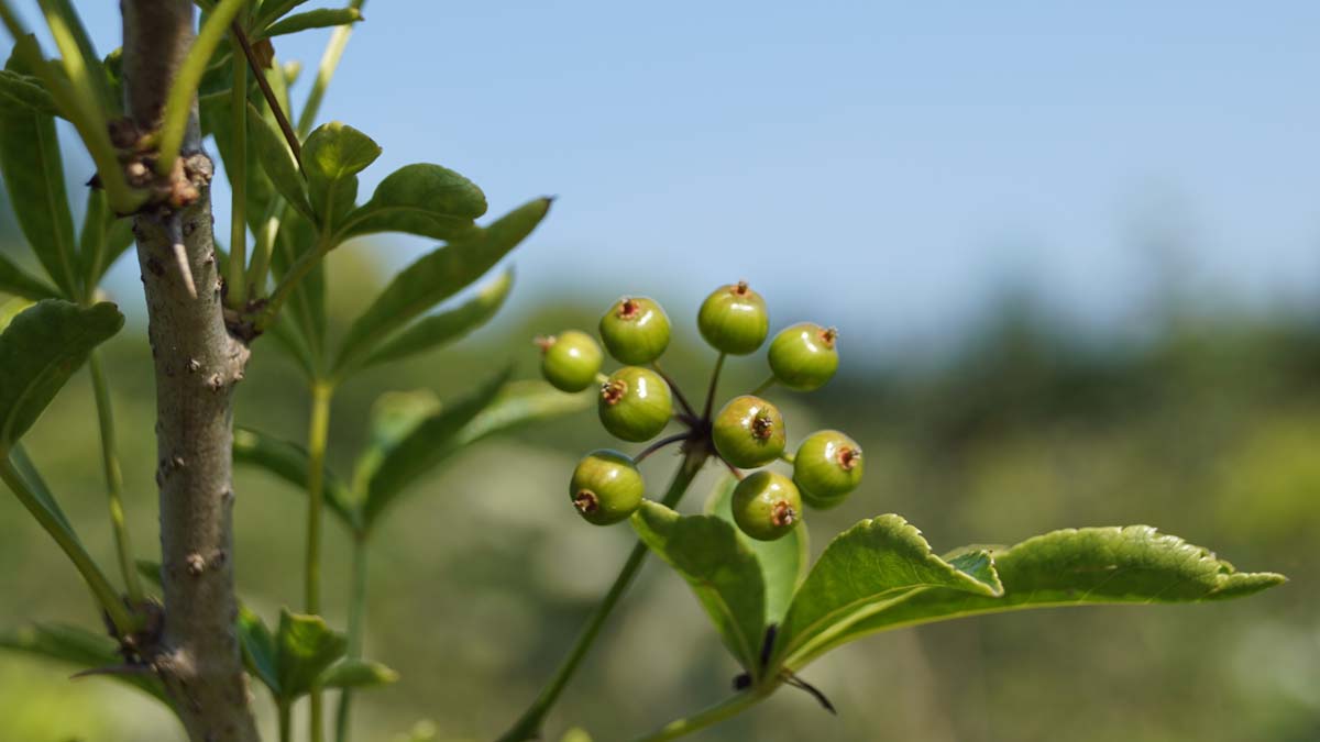 Eleutherococcus sieboldianus Tuinplanten bes