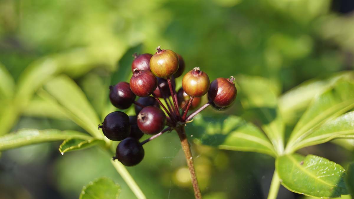 Eleutherococcus sieboldianus Tuinplanten bes