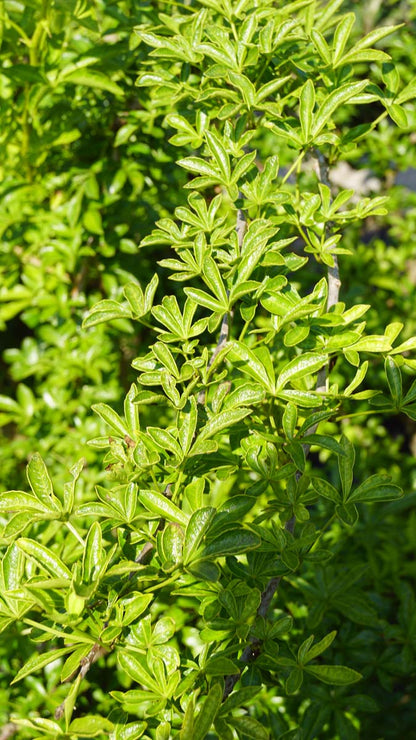 Eleutherococcus sieboldianus Tuinplanten blad