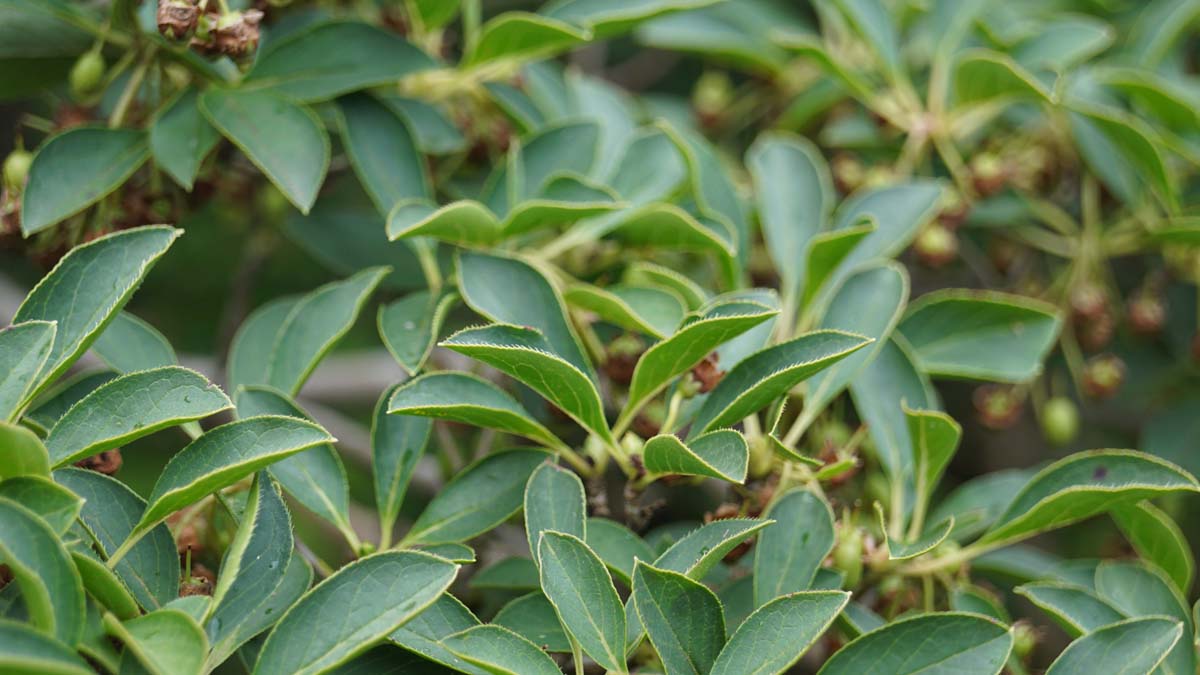 Enkianthus campanulatus meerstammig / struik