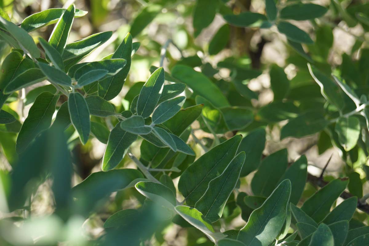 Elaeagnus angustifolia op stam