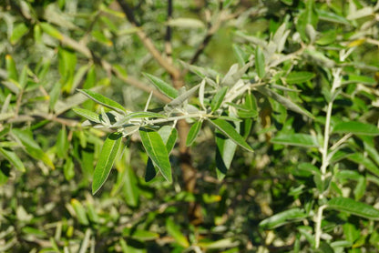 Elaeagnus angustifolia meerstammig / struik