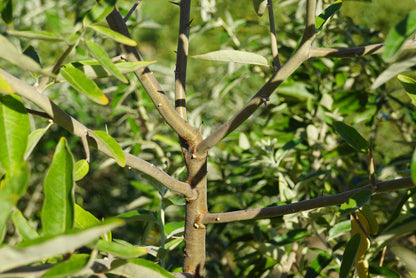 Elaeagnus angustifolia Tuinplanten