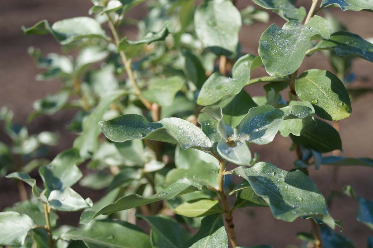 Elaeagnus commutata Tuinplanten