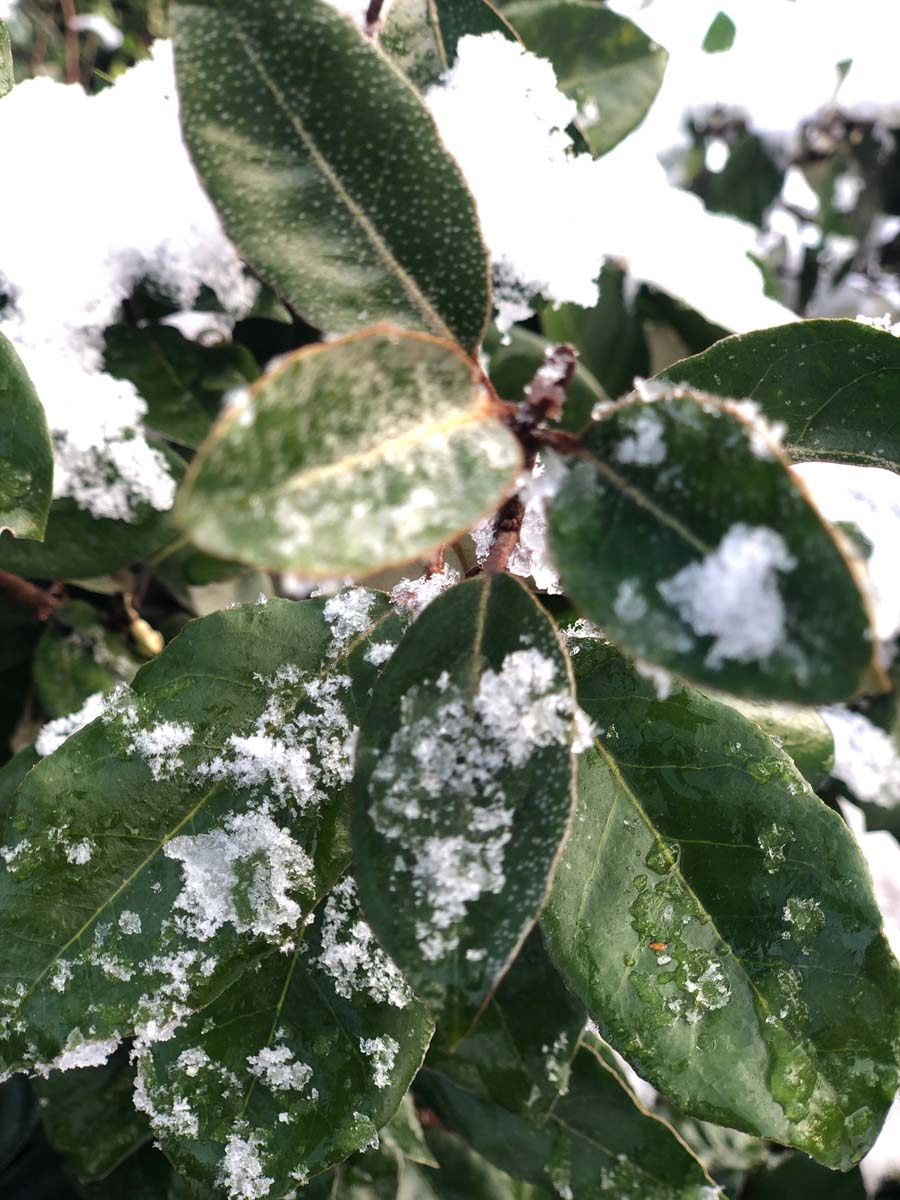 Elaeagnus ebbingei Tuinplanten winter