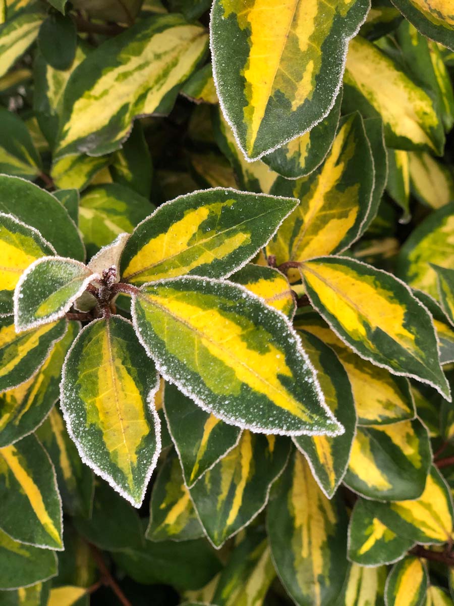 Elaeagnus ebbingei 'Limelight' Tuinplanten