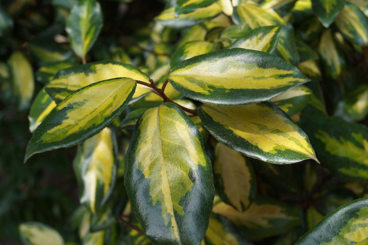 Elaeagnus pungens 'Maculata' meerstammig / struik