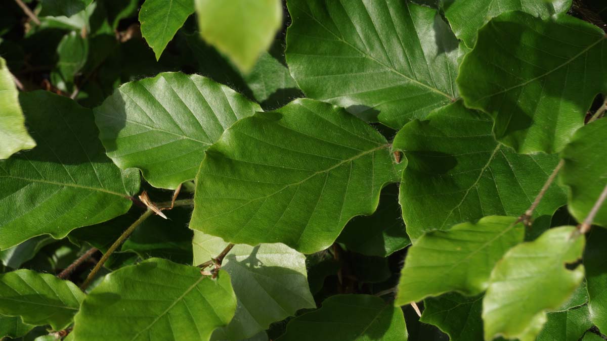 Fagus sylvatica Tuinplanten blad