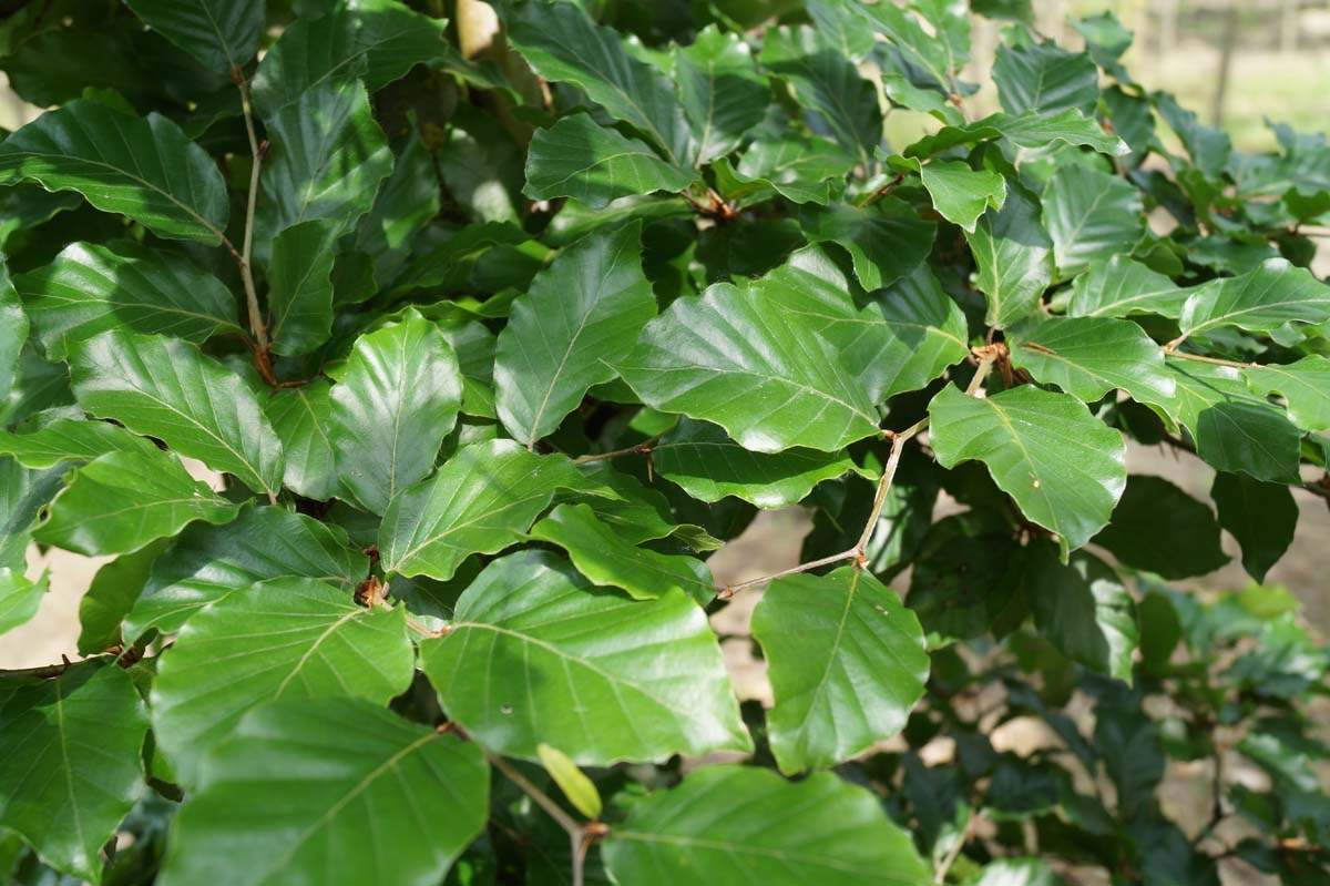 Fagus sylvatica haagplant blad