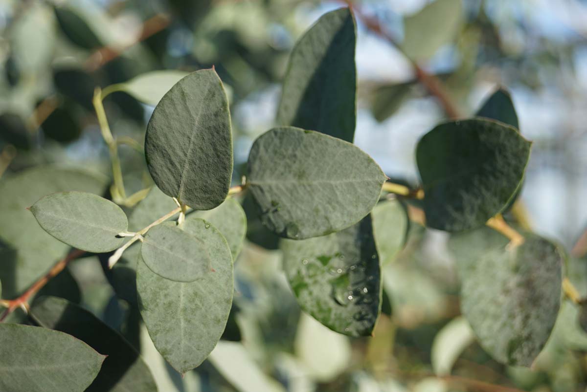 Eucalyptus gunnii op stam