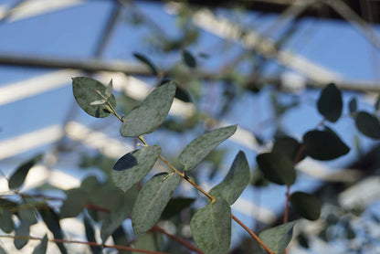 Eucalyptus gunnii op stam