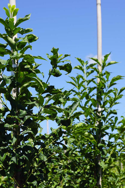 Euonymus hamiltonianus Tuinplanten twijg