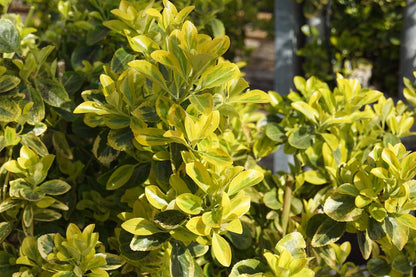 Euonymus japonicus 'Aureomarginatus' Tuinplanten blad