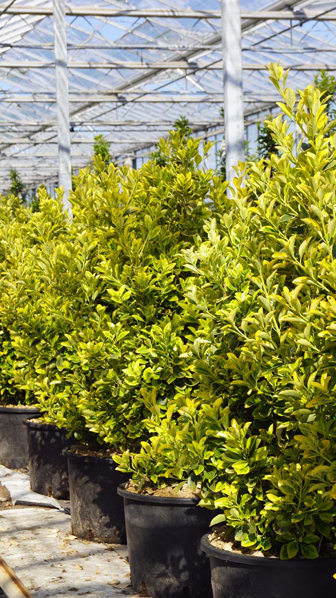 Euonymus japonicus 'Aureomarginatus' meerstammig / struik