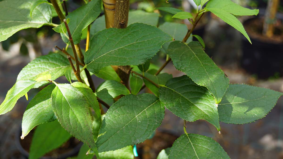 Eucommia ulmoides op stam