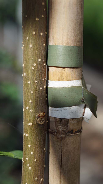 Eucommia ulmoides op stam