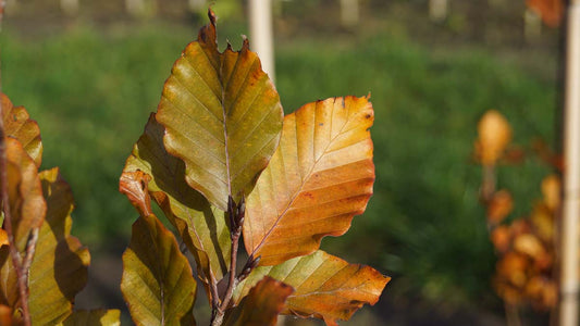 Fagus sylvatica 'Dawyck Purple' solitair