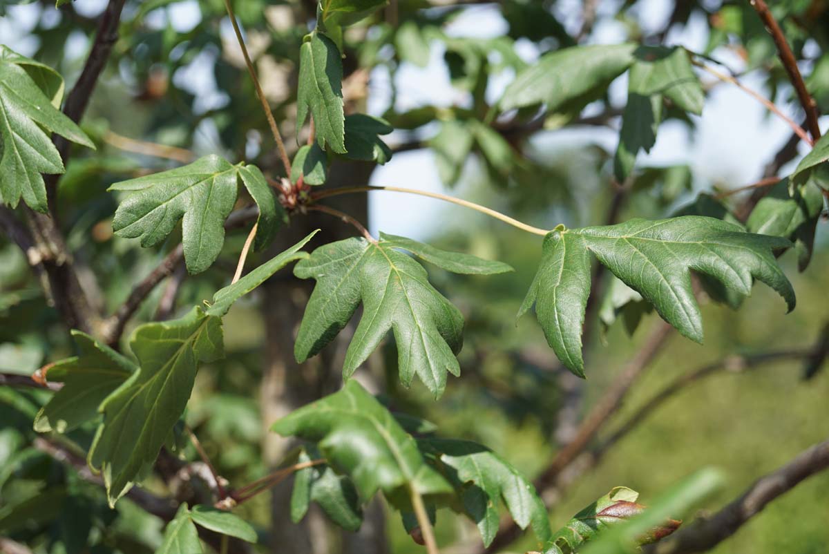 Malus trilobata op stam