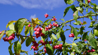 Euonymus europaeus meerstammig / struik bloem