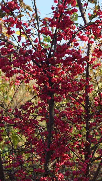 Euonymus europaeus meerstammig / struik bloesem