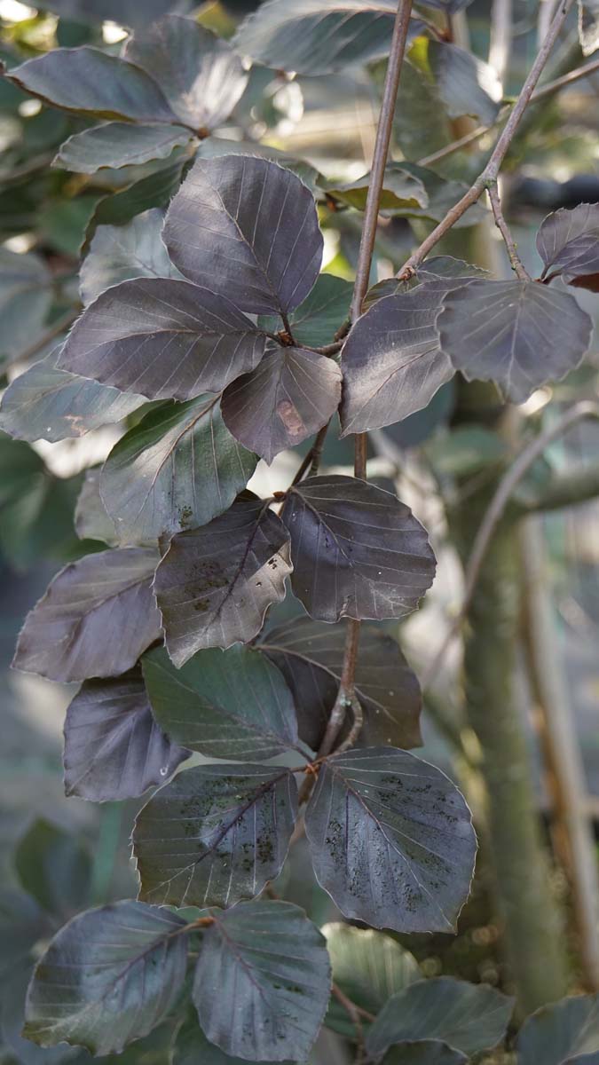 Fagus sylvatica 'Riversii' op stam