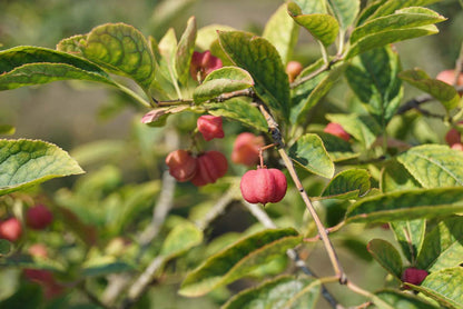 Euonymus phellomanus op stam