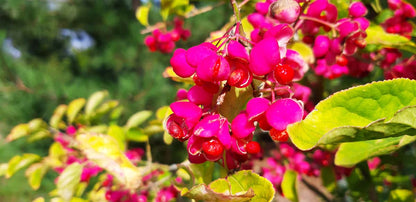 Euonymus phellomanus Tuinplanten