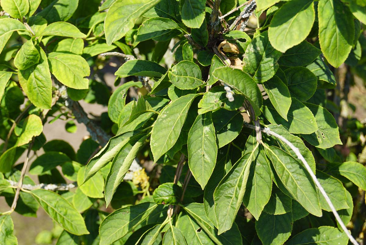 Euonymus phellomanus op stam