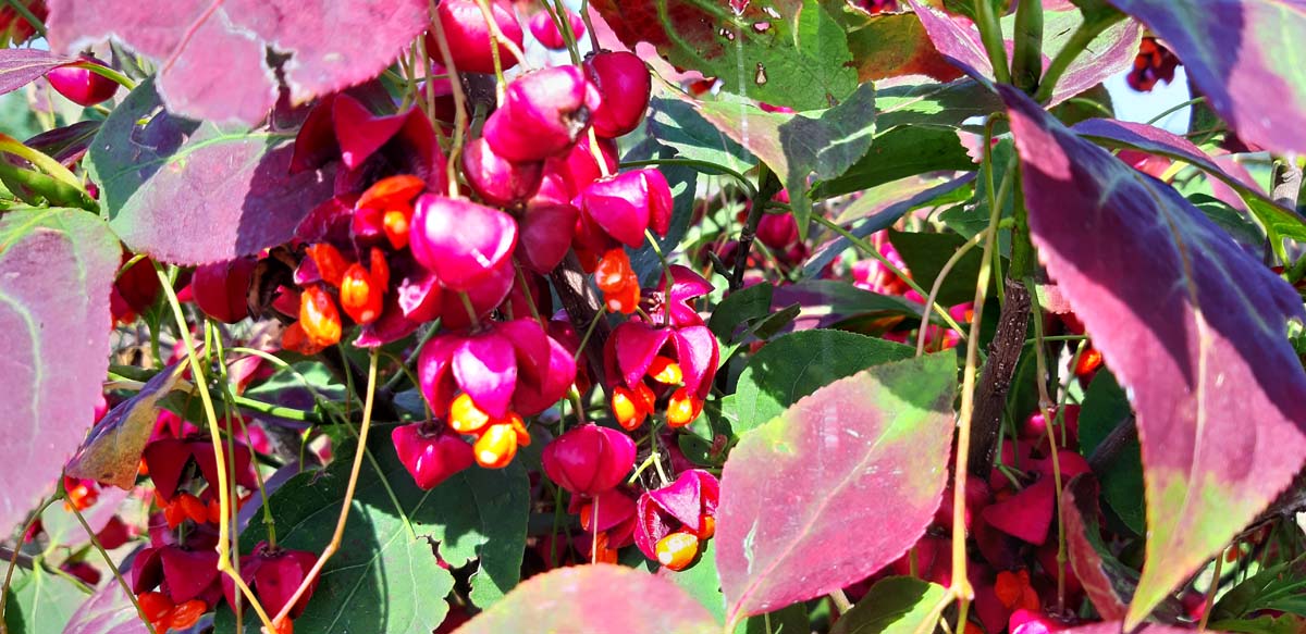 Euonymus planipes meerstammig / struik bloem