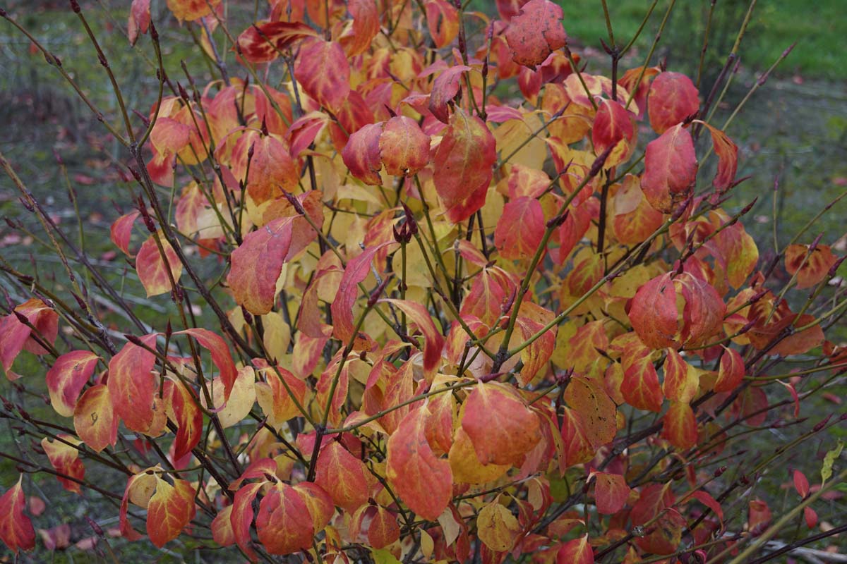 Euonymus planipes op stam herfstkleur