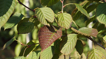 Euptelea pleiosperma op stam