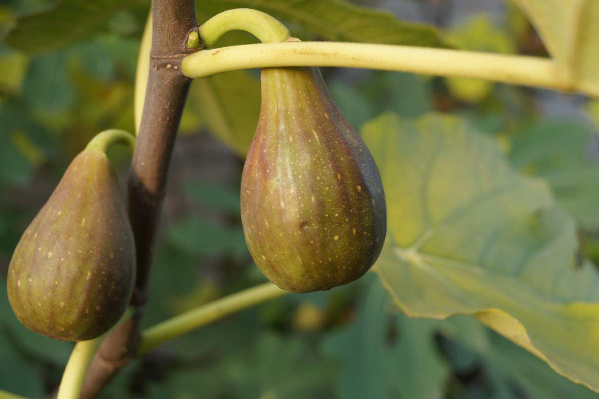 Ficus carica solitair