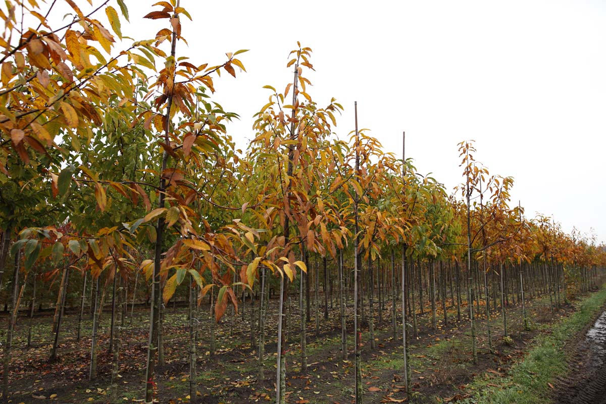 Castanea sativa op stam op stam