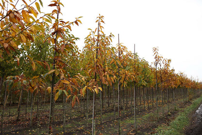 Castanea sativa op stam op stam