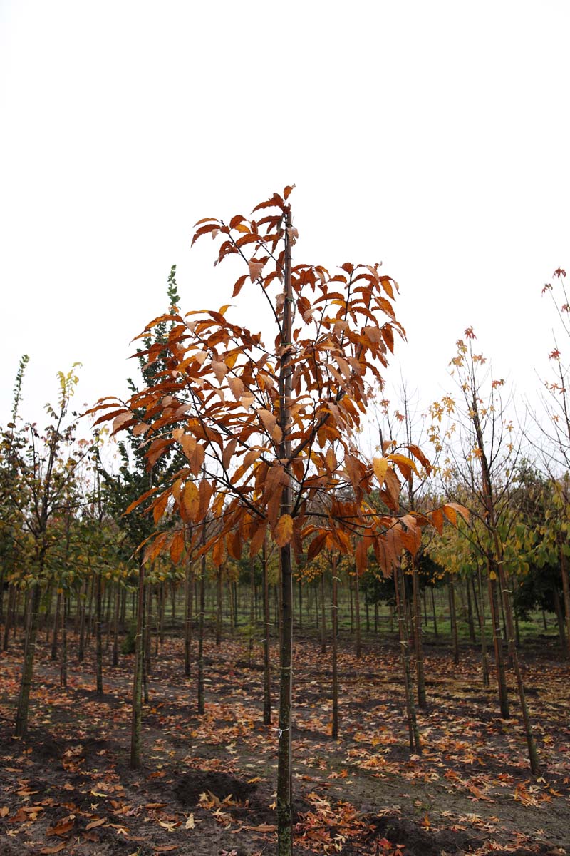 Castanea sativa op stam op stam