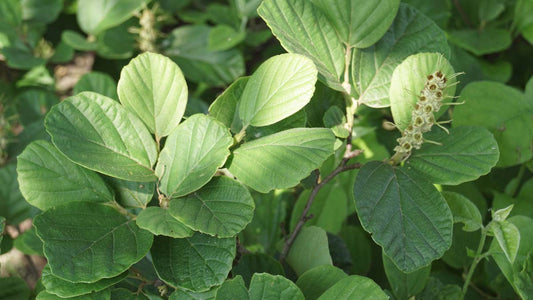 Fothergilla gardenii