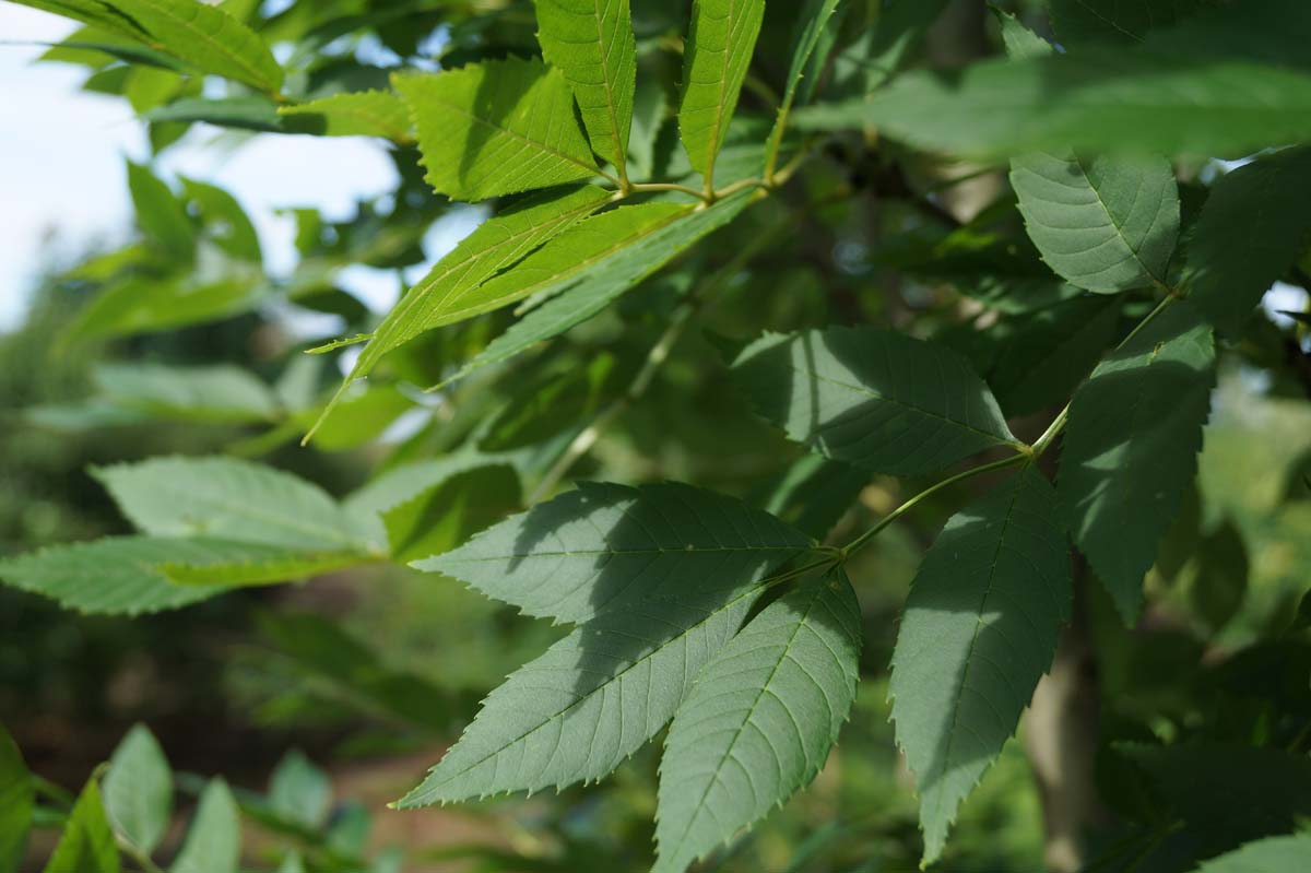 Fraxinus excelsior op stam blad