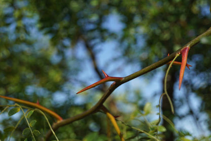 Gleditsia triacanthos meerstammig / struik