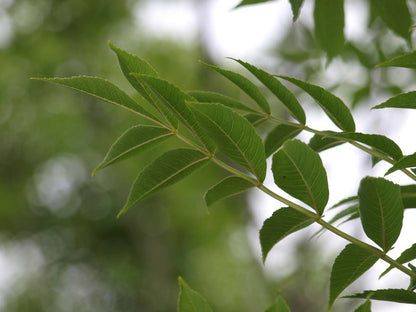 Fraxinus excelsior 'Atlas' meerstammig / struik blad