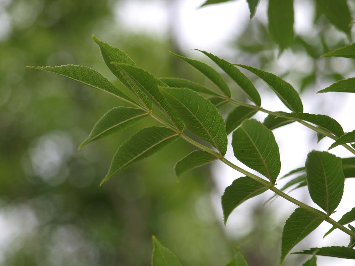 Fraxinus excelsior 'Atlas' op stam blad