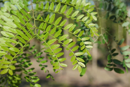 Gleditsia triacanthos inermis Tuinplanten