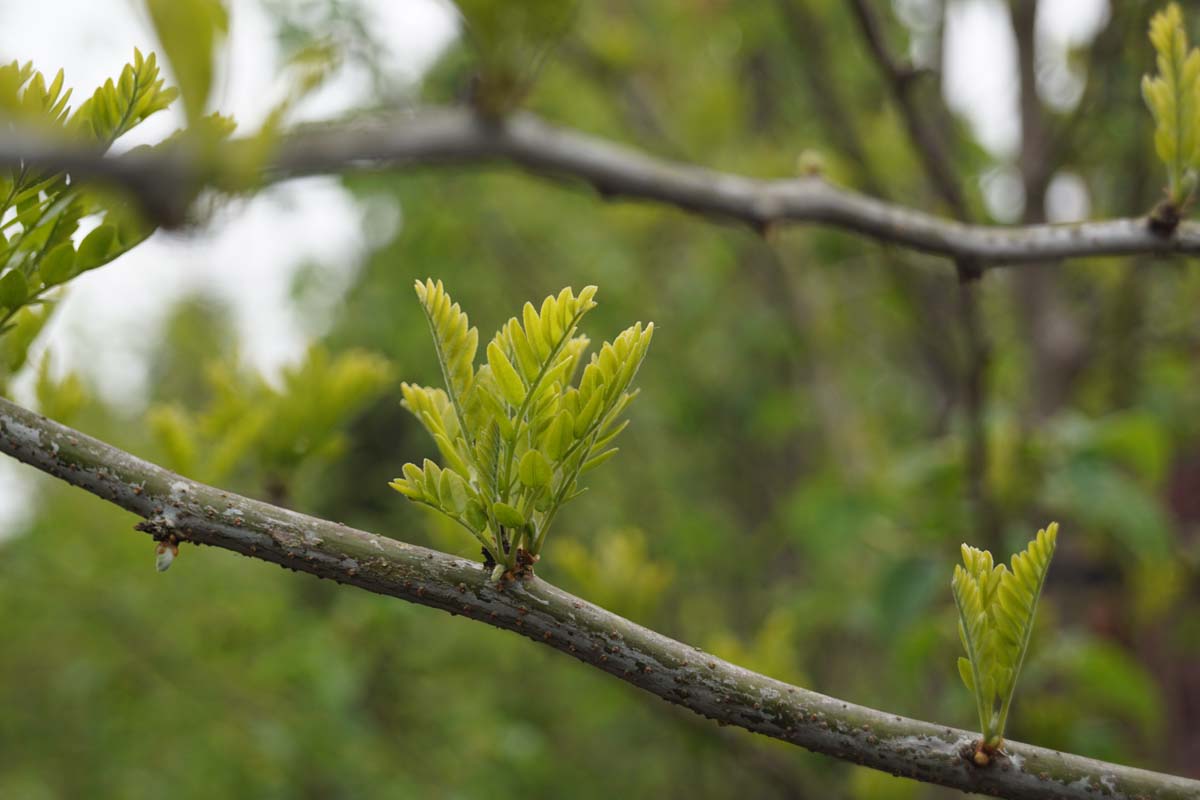 Gleditsia triacanthos inermis haagplant