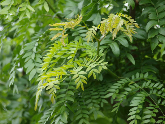 Gleditsia triacanthos 'Skyline' leiboom blad