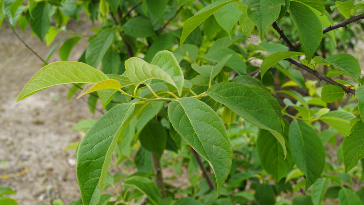 Halesia carolina solitair blad